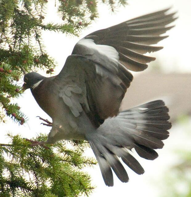 Taube fliegt zu ihren Nest um zu brüten