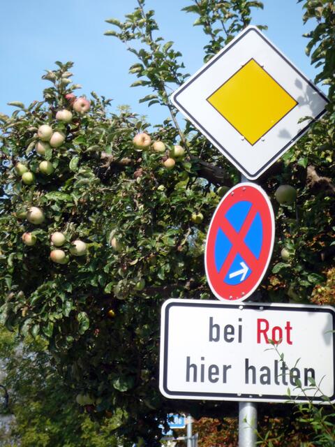 Wann werden die Apfel endlich rot?