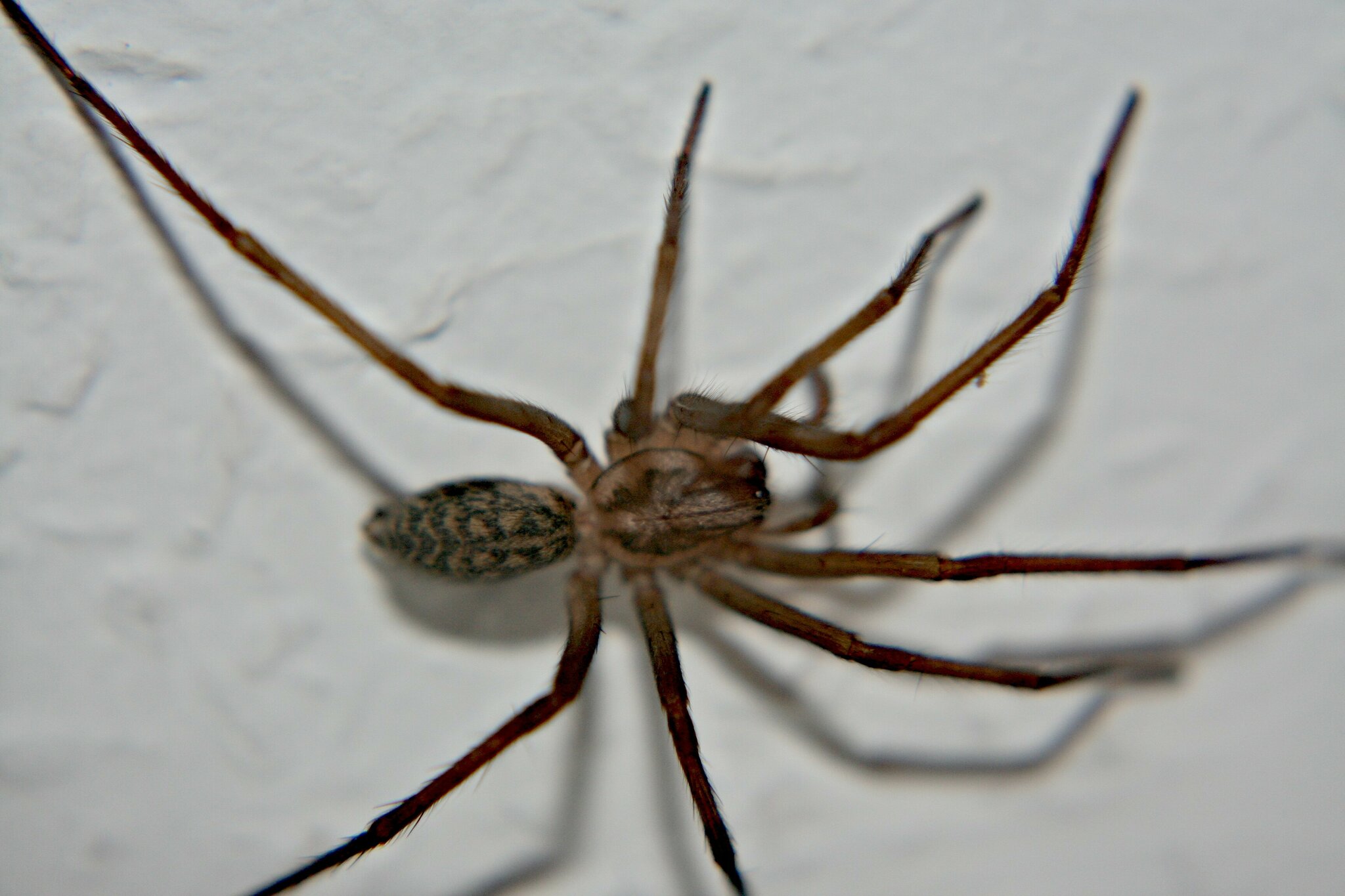 Tegenaria atrica