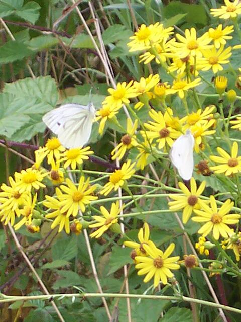Weißlinge (Pieris napi) auf Raukenblättrigem Greiskraut
