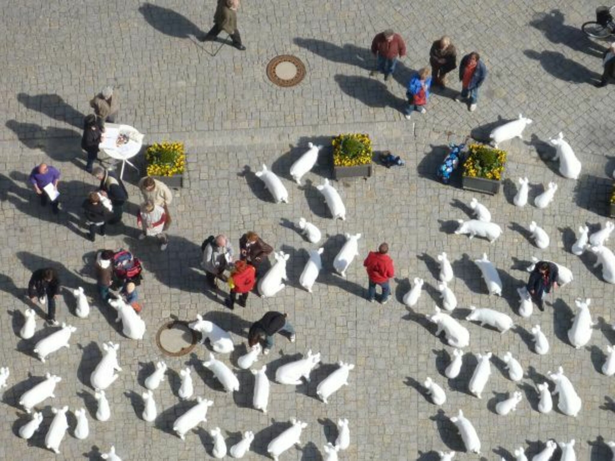 Glücksschweine auf dem Marktplatz vor St.Georg - das &amp;quot;So G`sell so ...