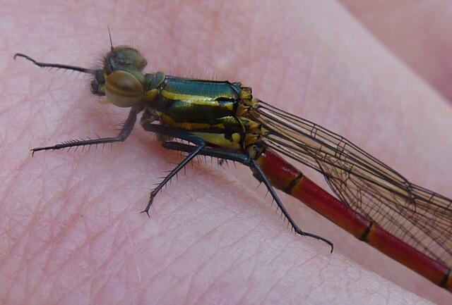 Diese hübsche Libelle, hatte sich die Hand einer Bekannten, für ein Päuschen ausgesucht ;o)