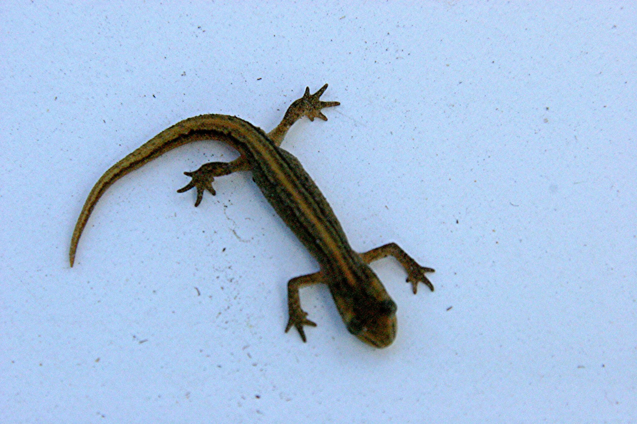 Salamander (Molch) wer weiß? heute im Garten entdeckt
