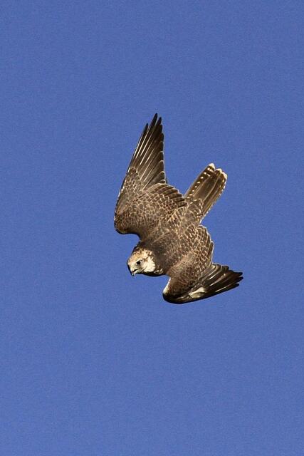 Canon f/4 200mm, Ausschnitt aus JPEG