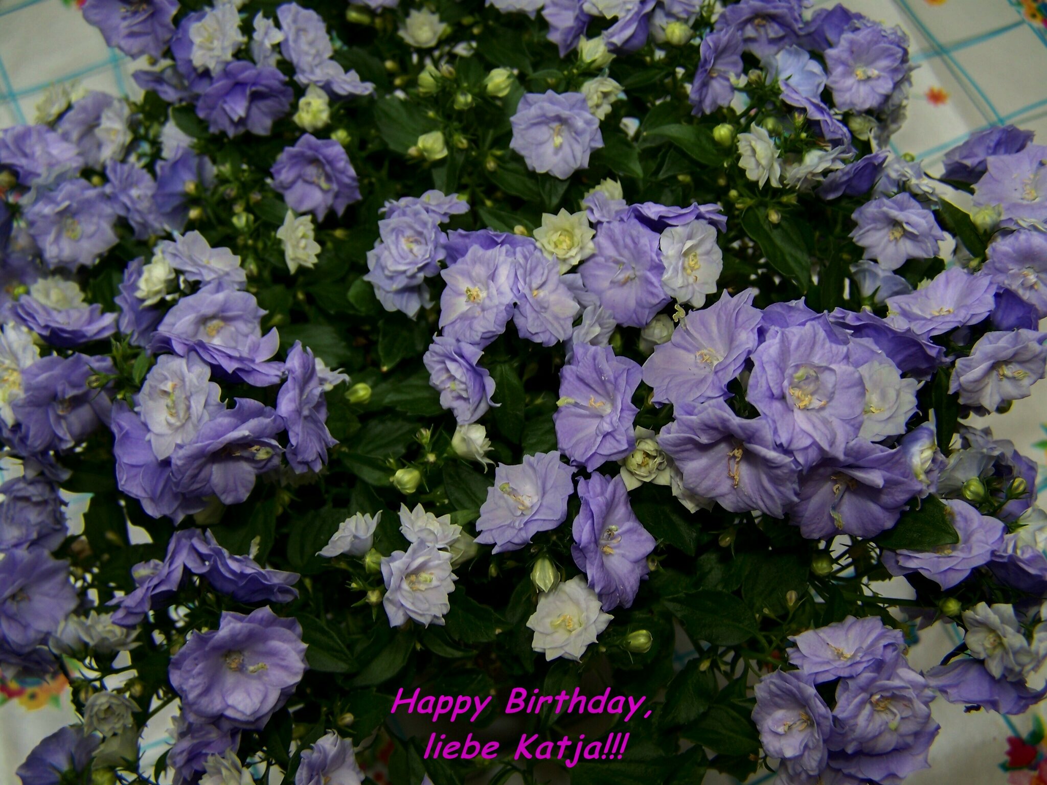 Alles Liebe zum Geburtstag, liebe Katja!