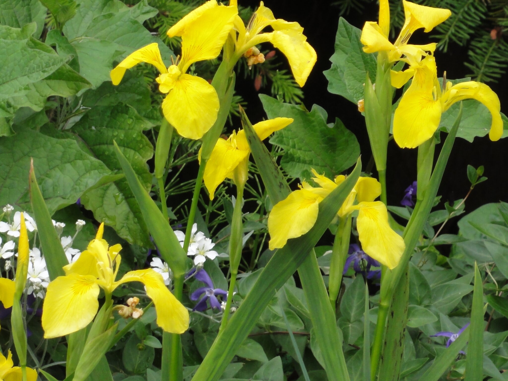 Teichlilien die "Orchideen" des Gartenteichs