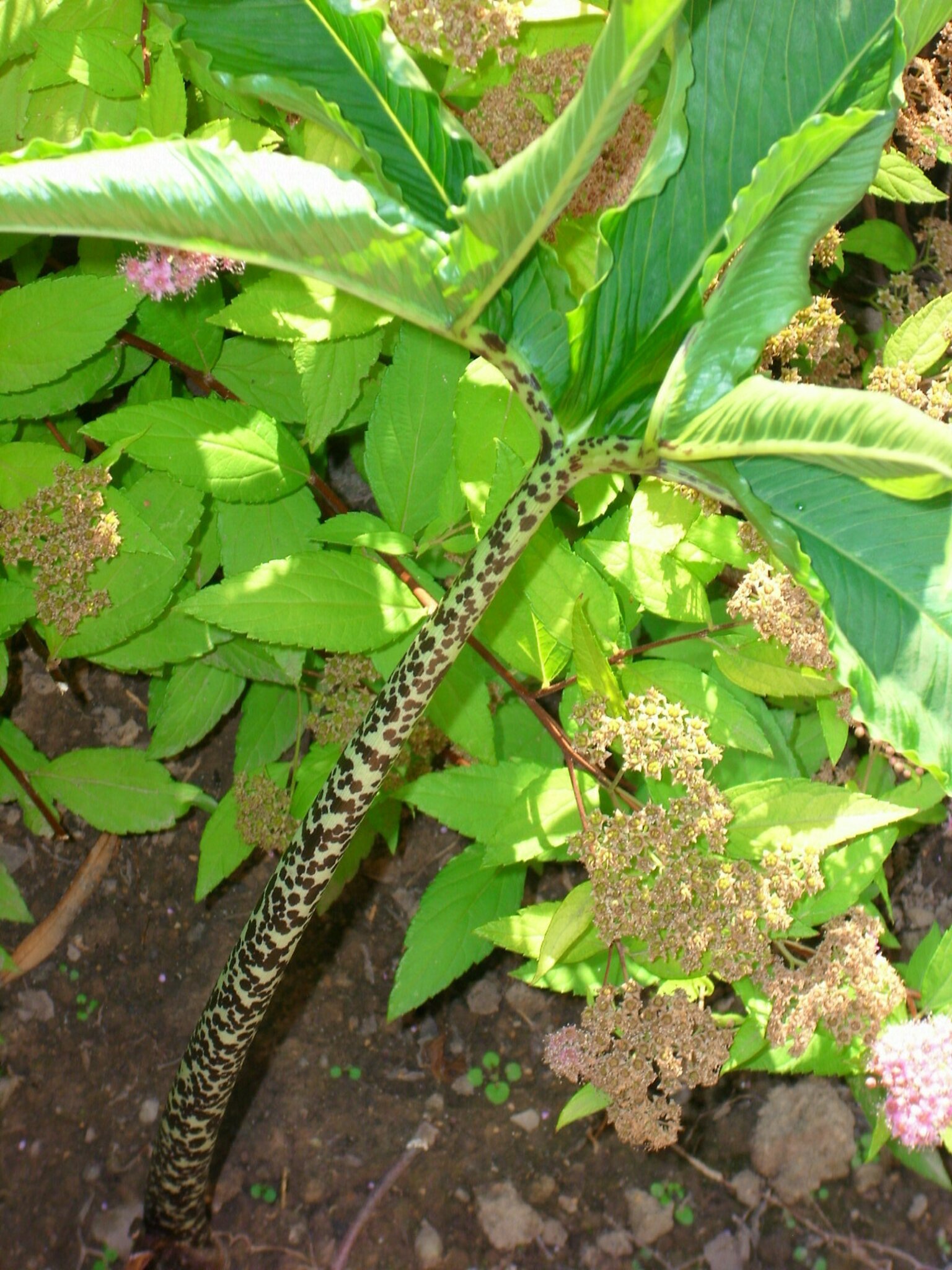 mein mexikanischer Wunderbaum jetzt im Garten....
