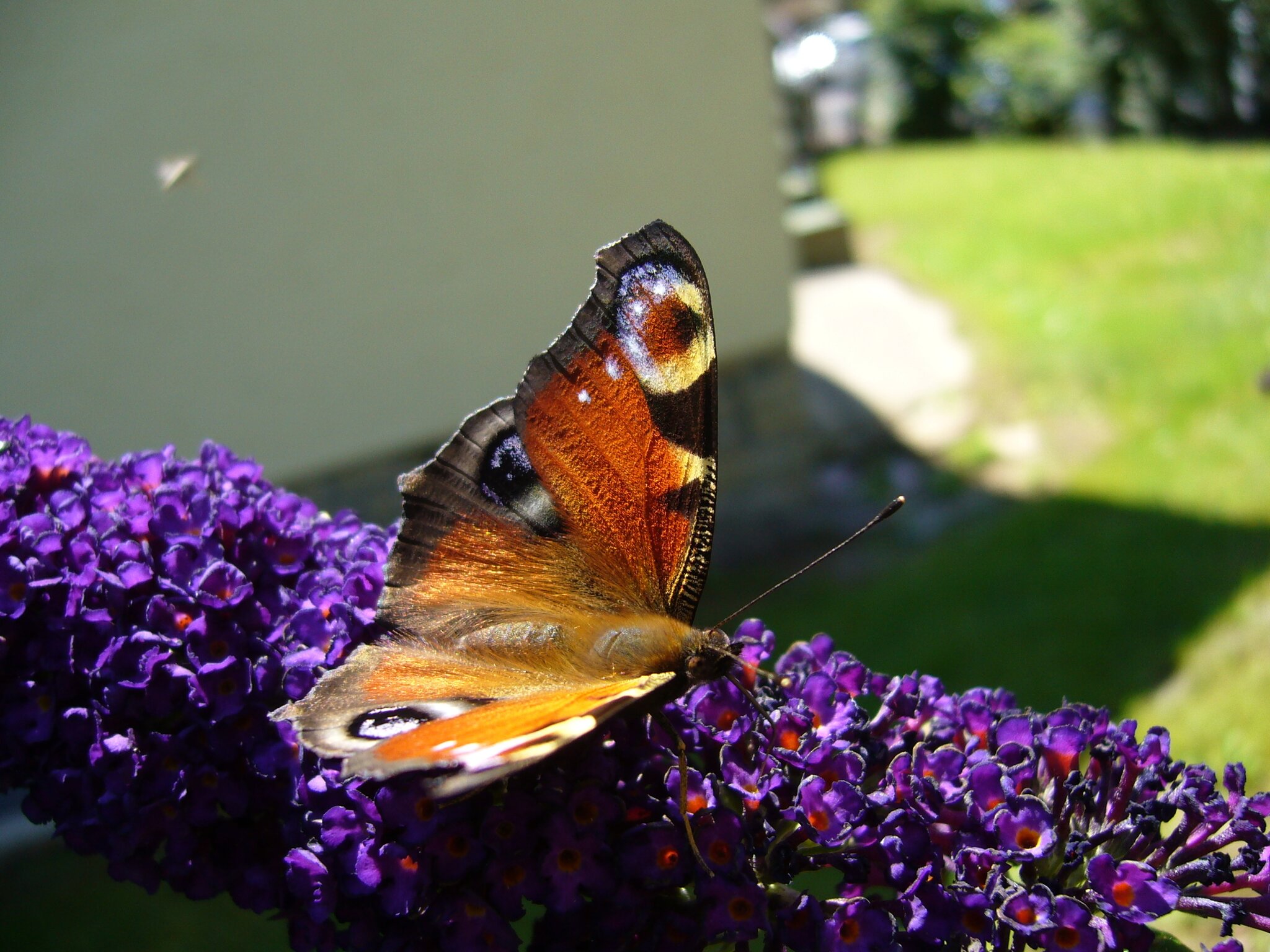 leben ist nicht genug sagte der schmetterling