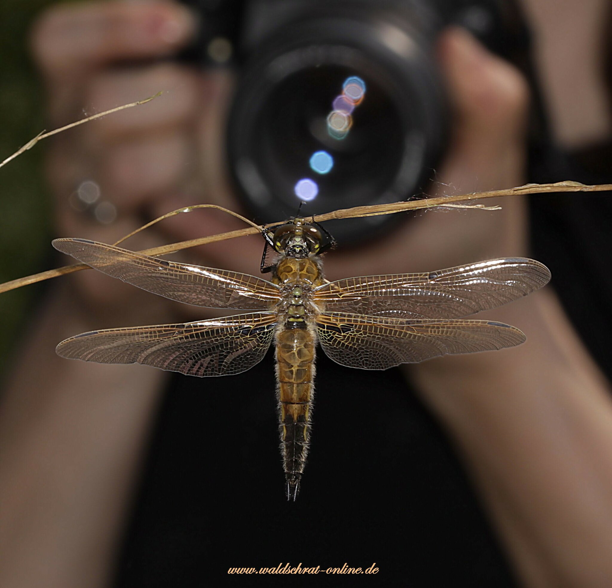 Im Focus Das "Waldschrat Team" in "action" . geht es wieder