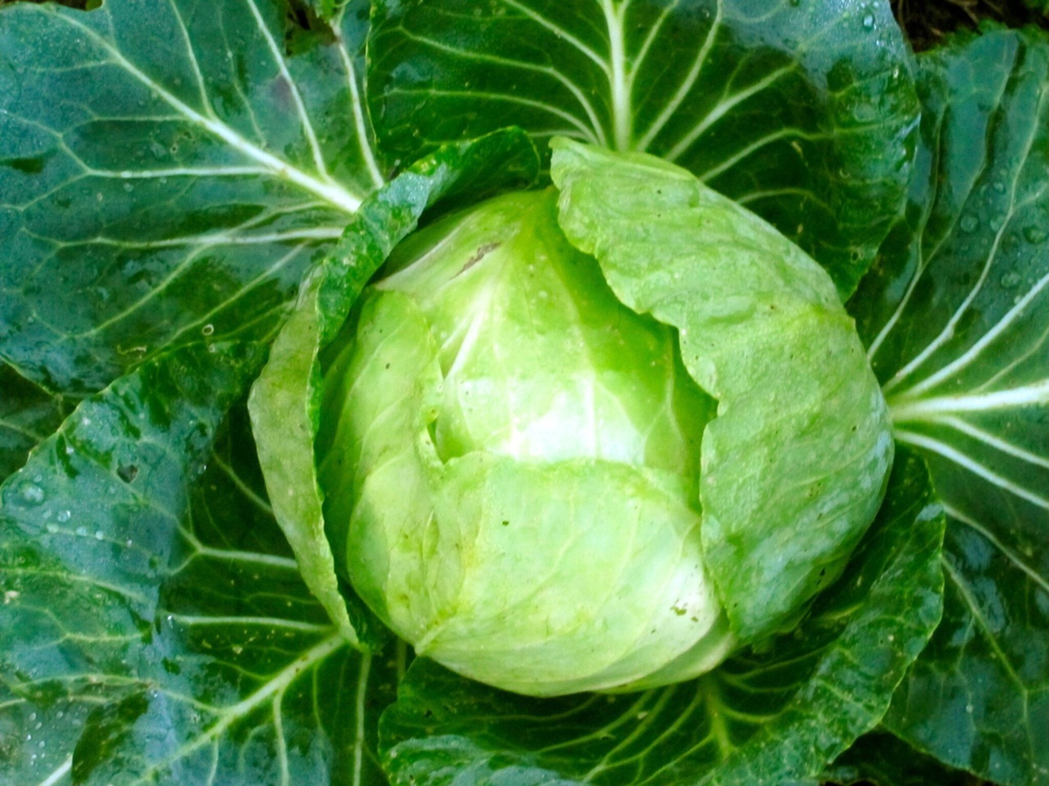 Weißkohl - als Krautsalat, Sauerkraut, Auflauf, Kohlsuppe - vielfältig ...