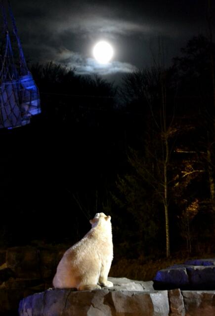 Ob der Mann im Mond ein Eisbär ist? (©Katja Woidtke)
