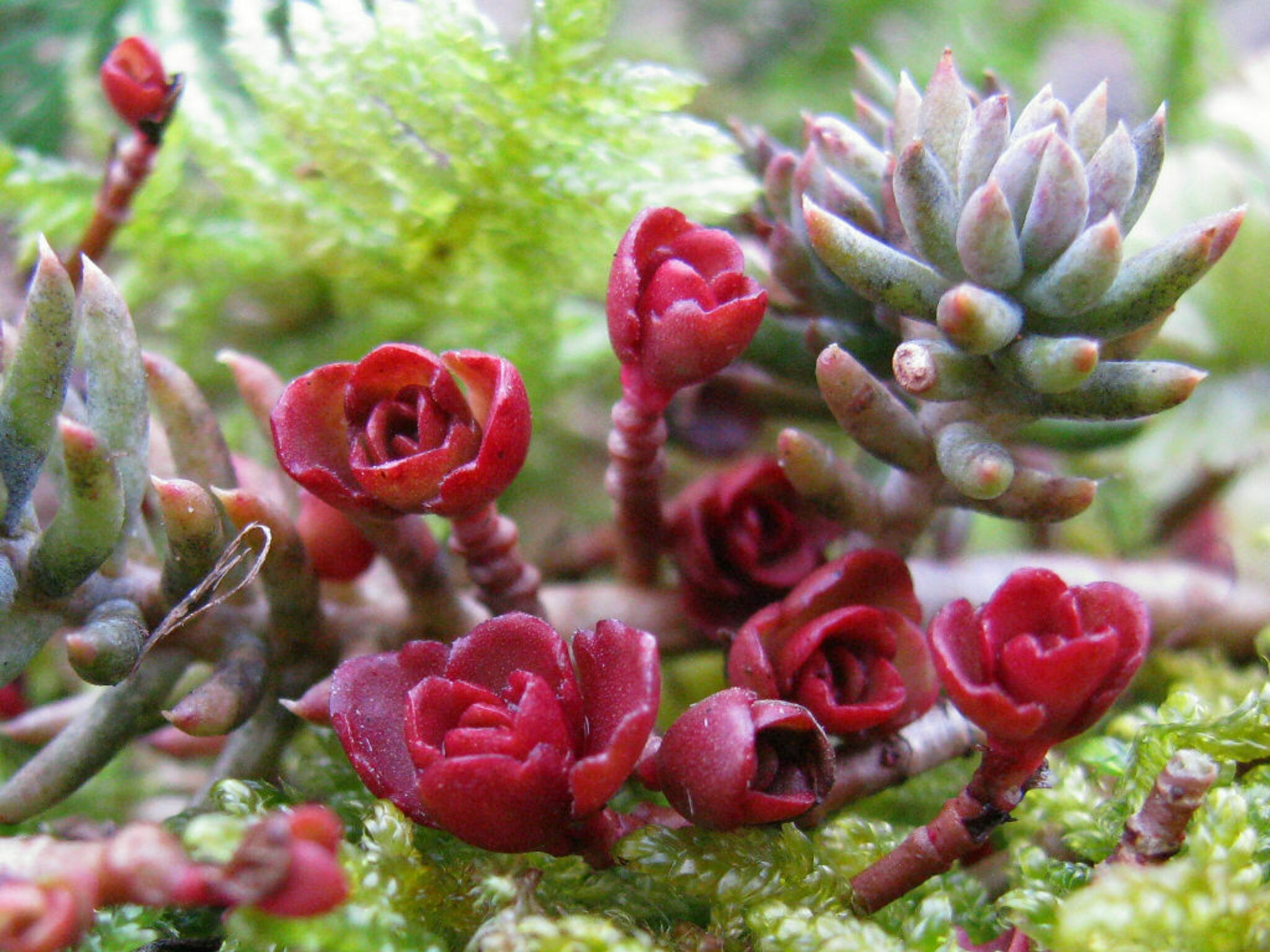Sedum.