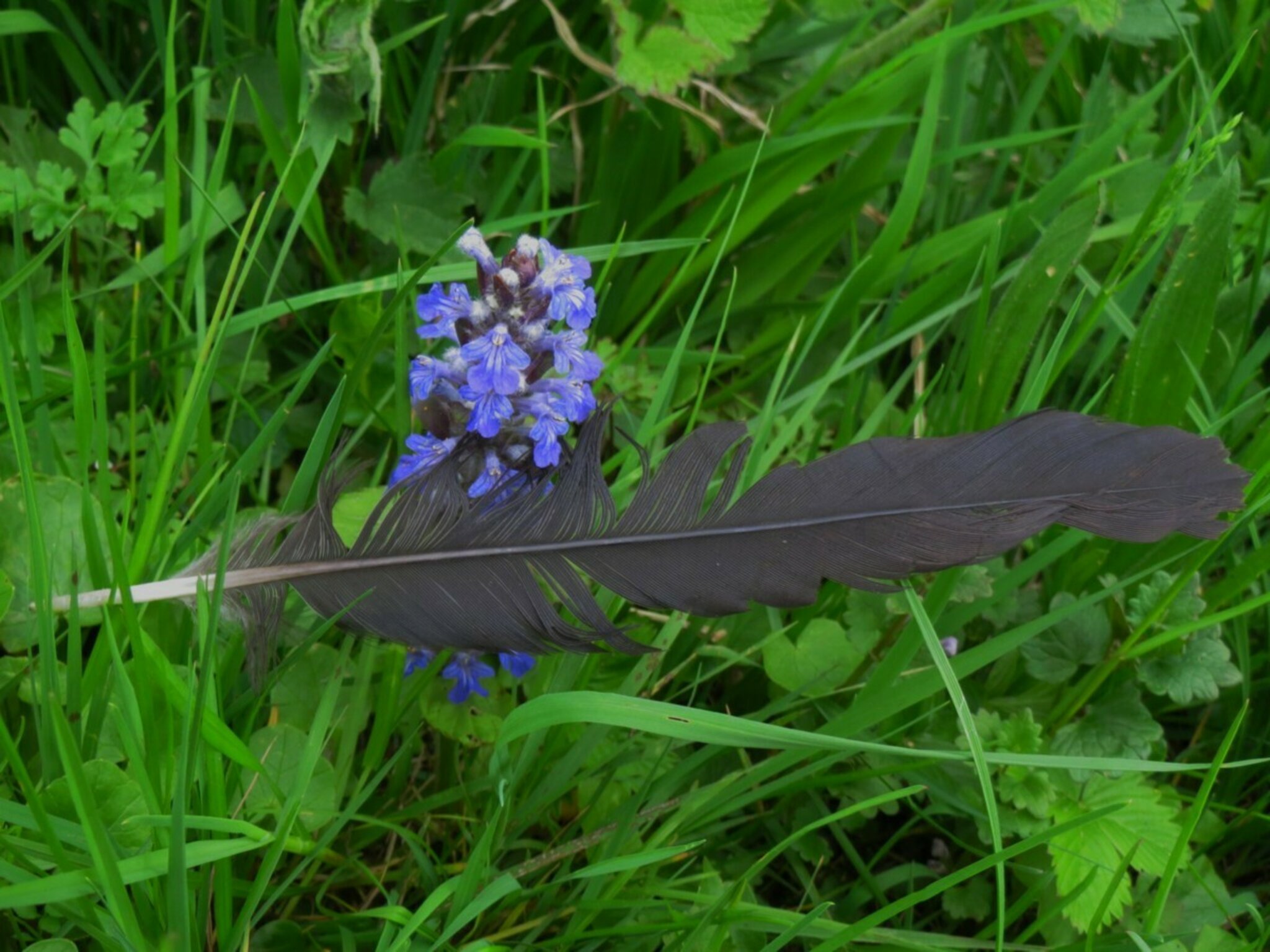 Günsel, aus der Familie der Lippenblütler mit Krähenfeder