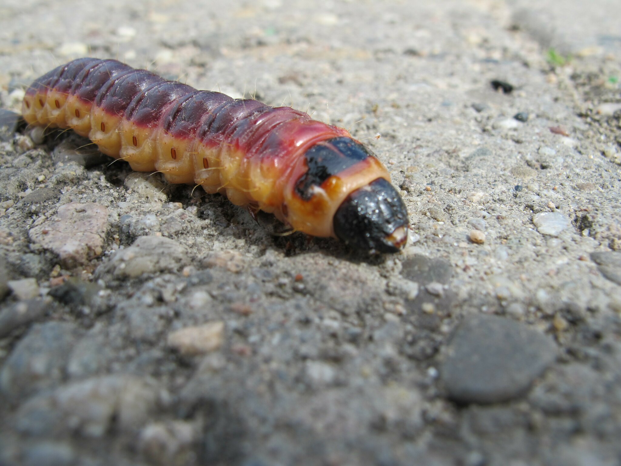 Riesenraupe am Rheinufer Entdeckt Danke An Karin es Ist Ein Weidenbohrer riesenraupe-am-rheinufer-entdeckt-danke-an-karin-es-ist-ein-weidenbohrer