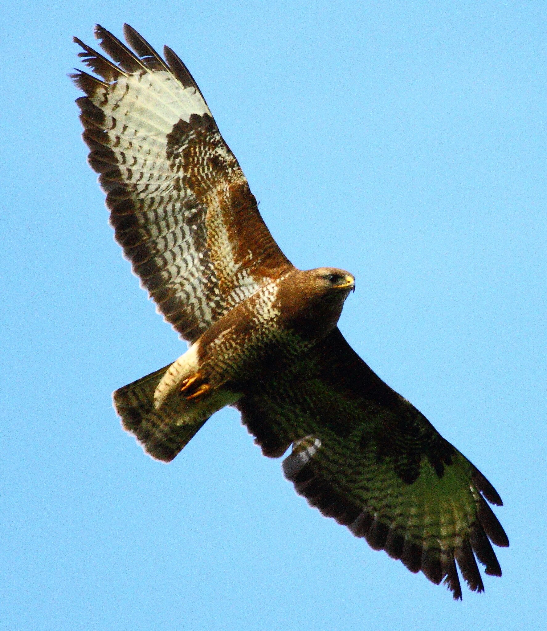 Mäusebussard im Flug