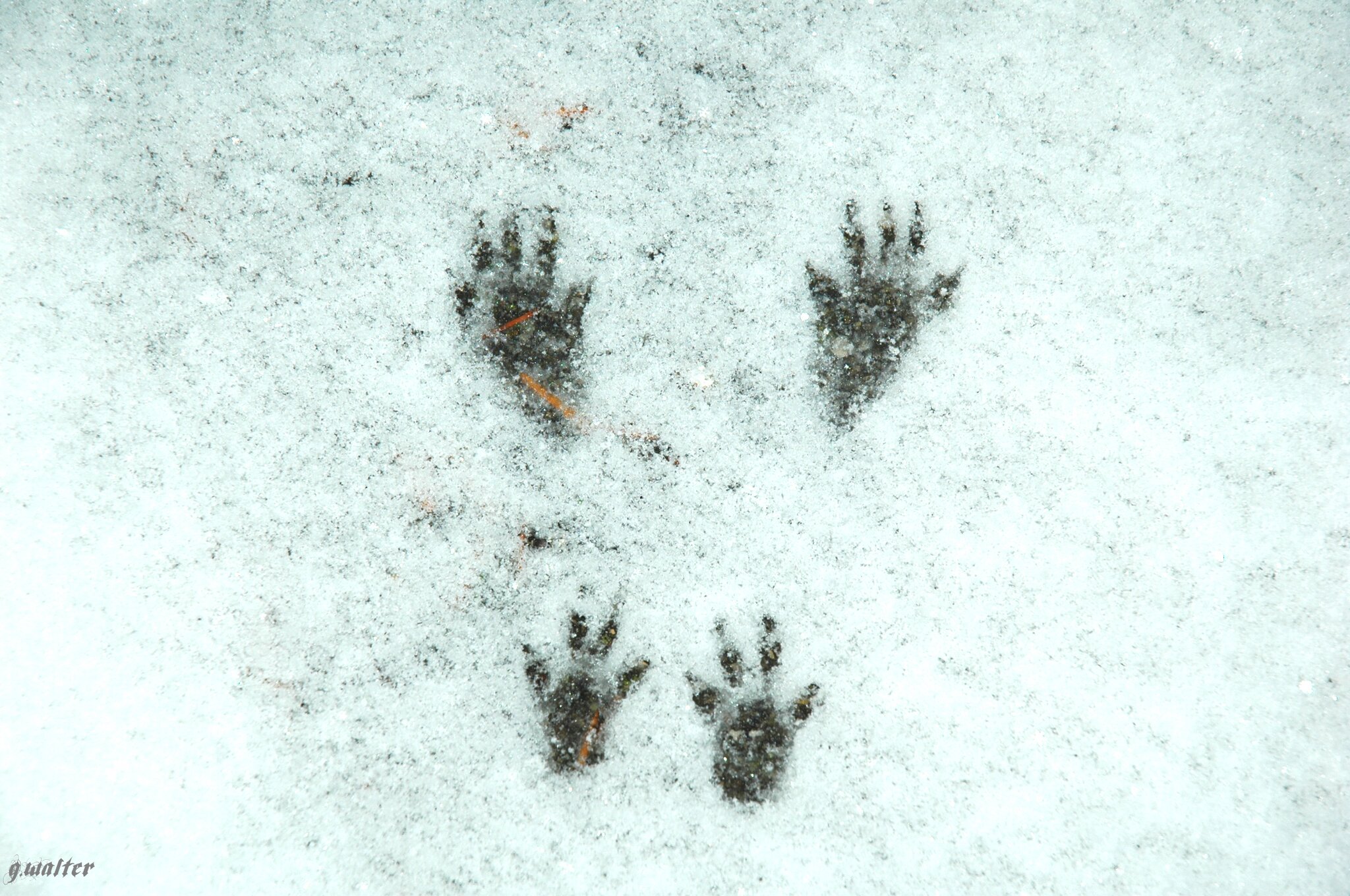 Beim Schneeschippen habe ich diese Fußspuren entdeckt.