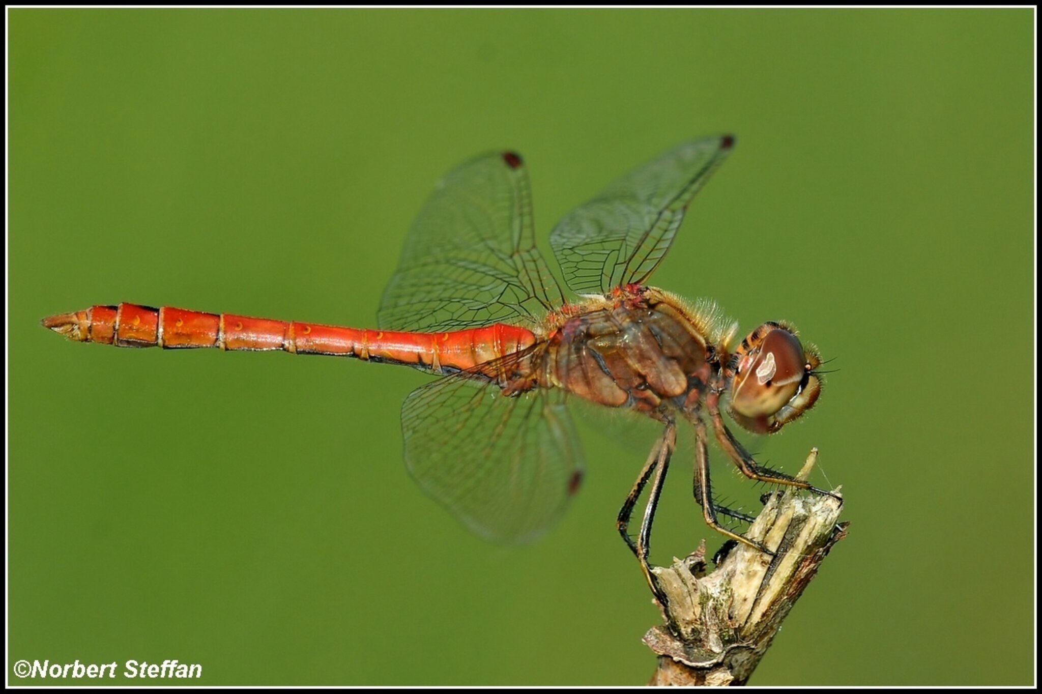 Faszination Odonata Perfekt bis ins kleinste Detail.