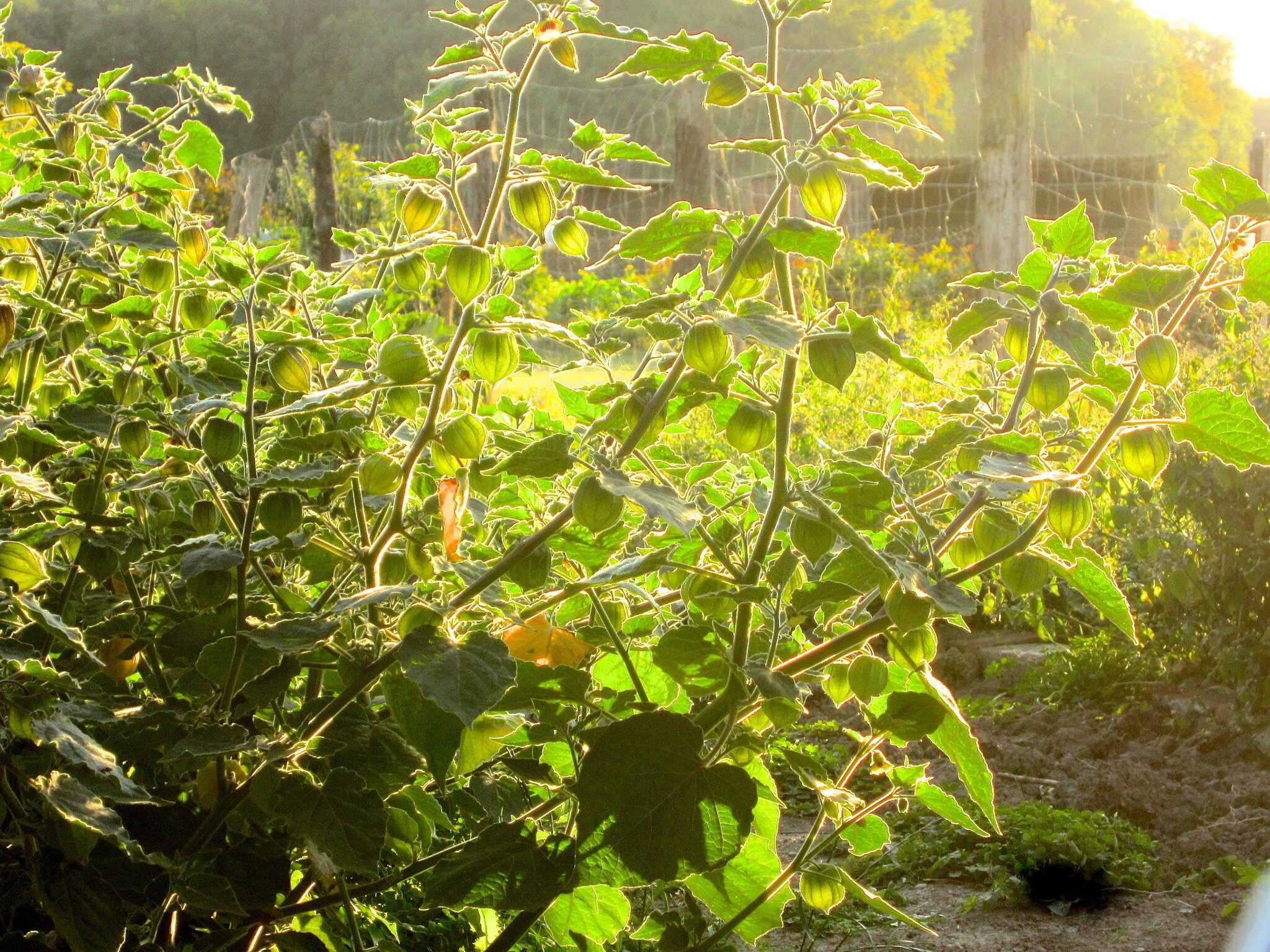 Ich Freue Mich Schon Darauf Englisch www.myheimat.de