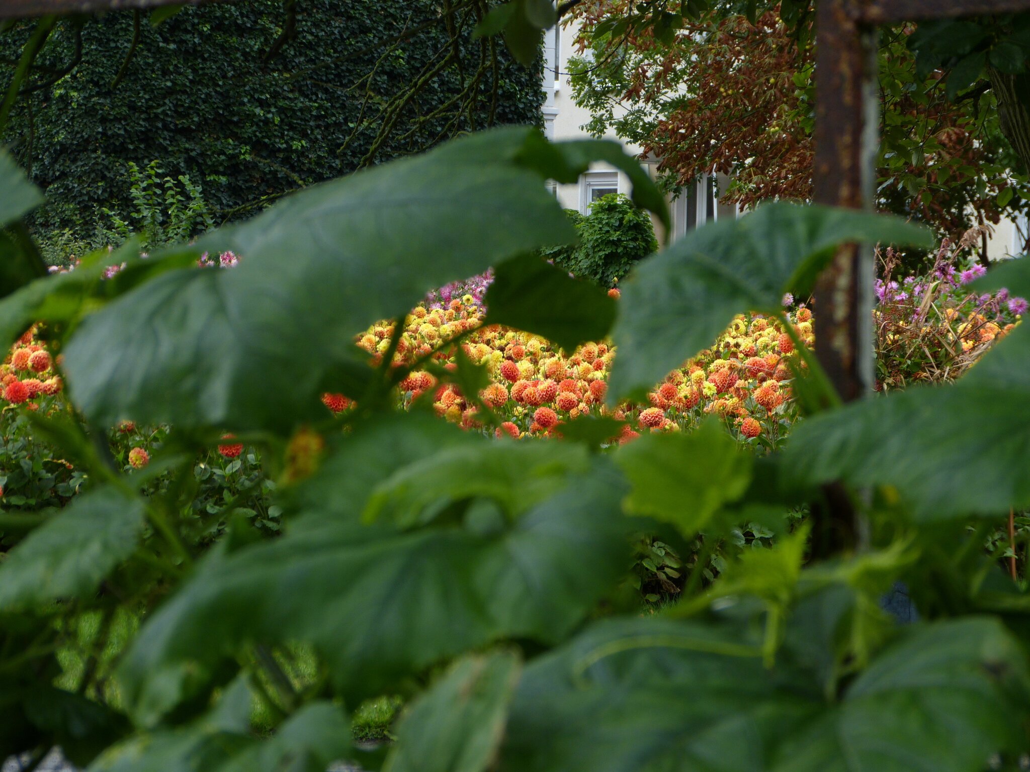 Dahlienpark am Salzmuseum Bad Sülze