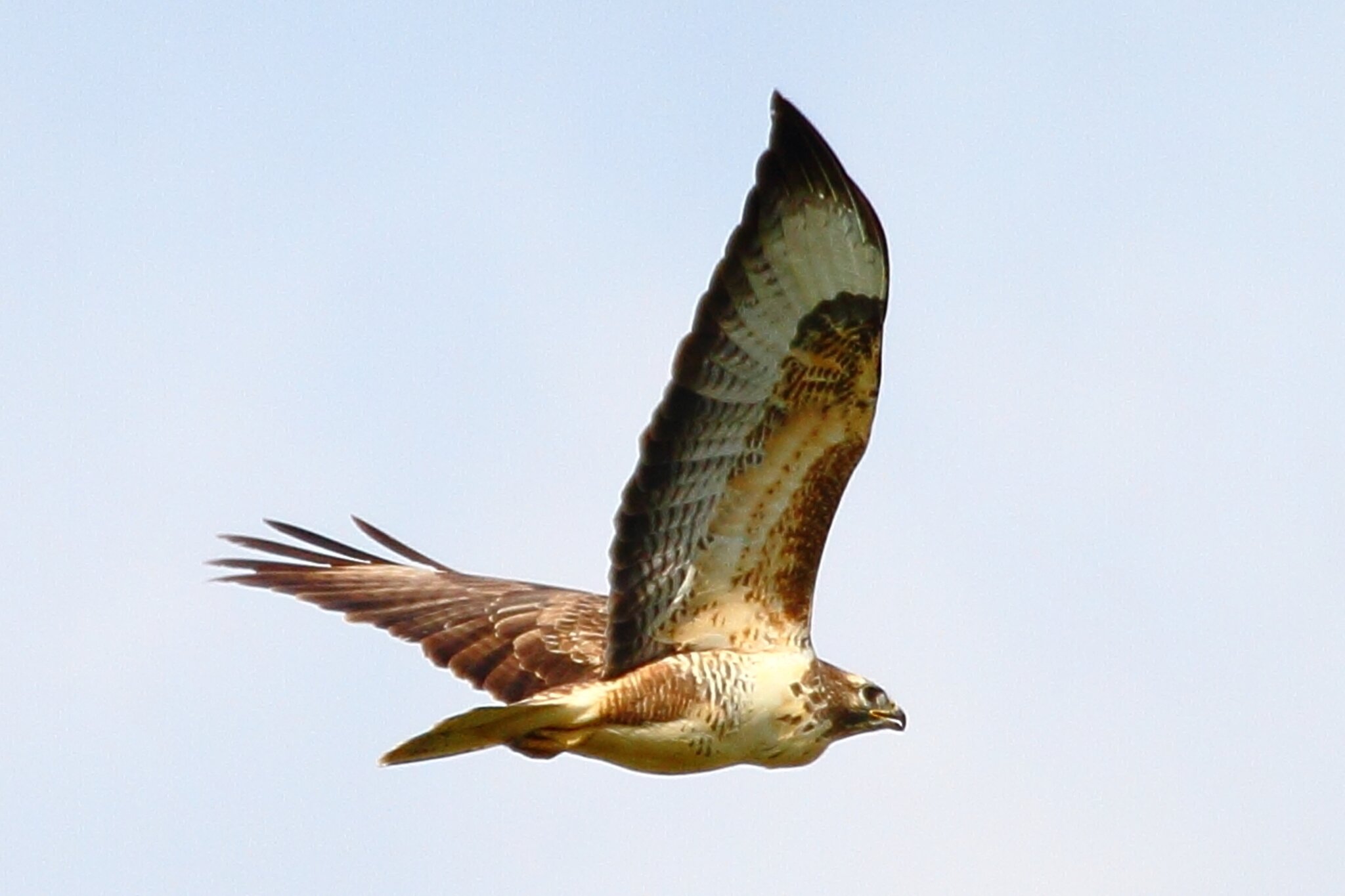 Bussard im Flug