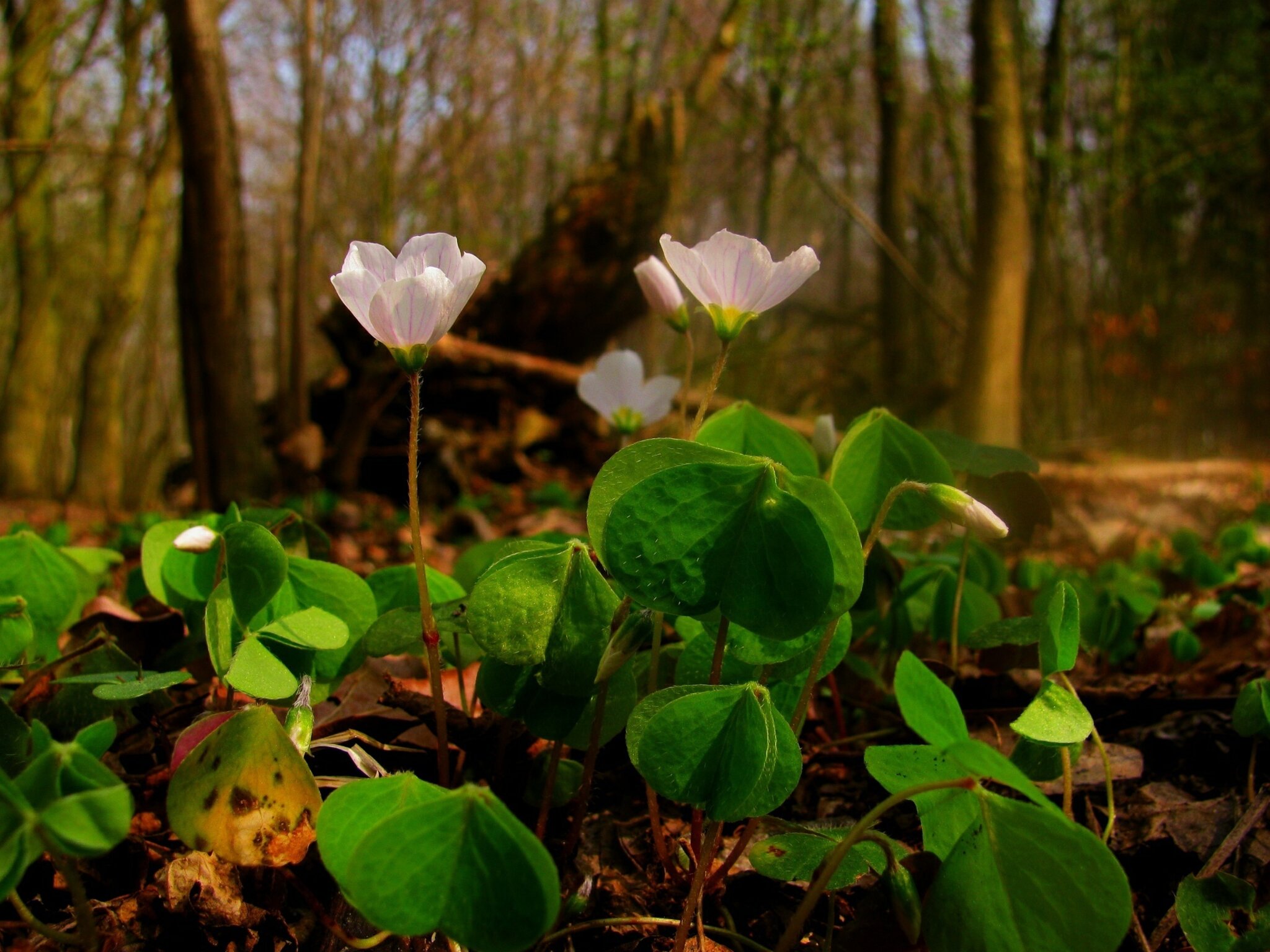 Was Bluht Jetzt Im Wald Wei