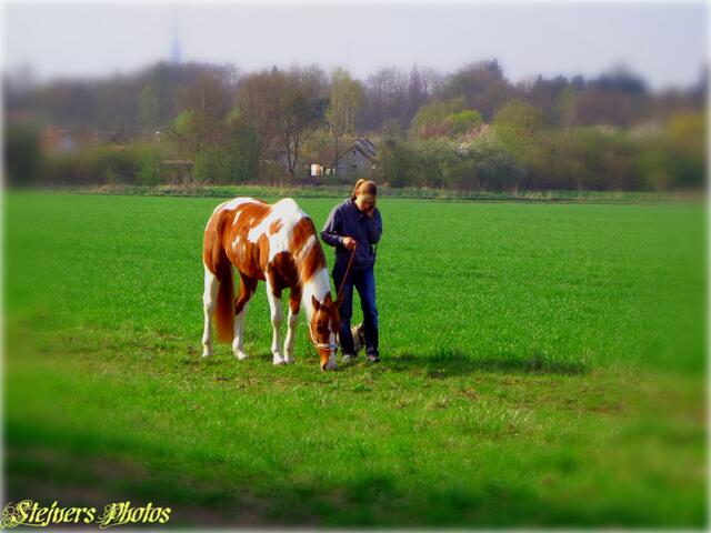 Pferd auf der Wiese