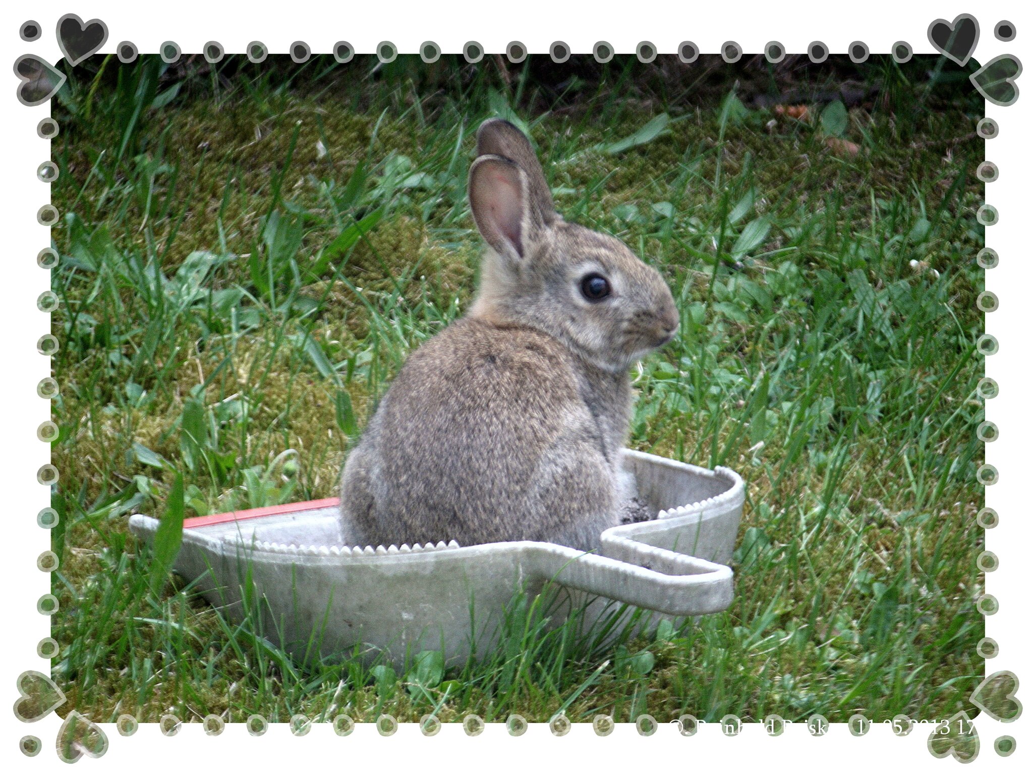 Dieser kleine Hase (Kaninchen), treibt sich seit einigen Tagen bei uns