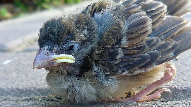 Spatzenbaby am 1.7.2013 !