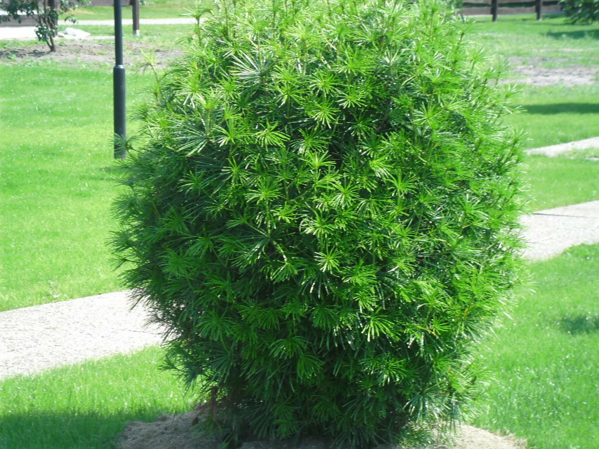 Ein schöner Busch