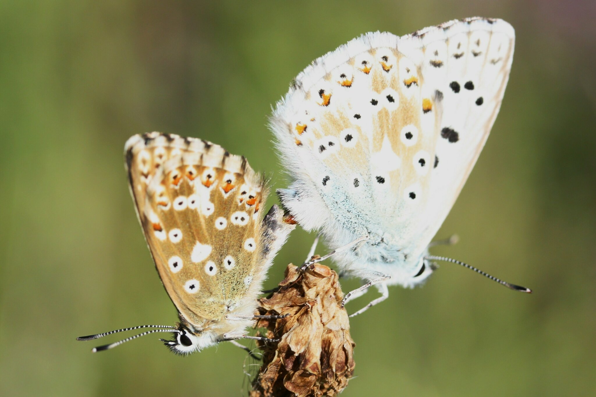 heute blau und morgen blau