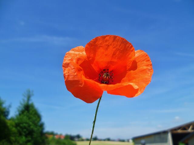 Klatschmohn am 25.7.2013 !