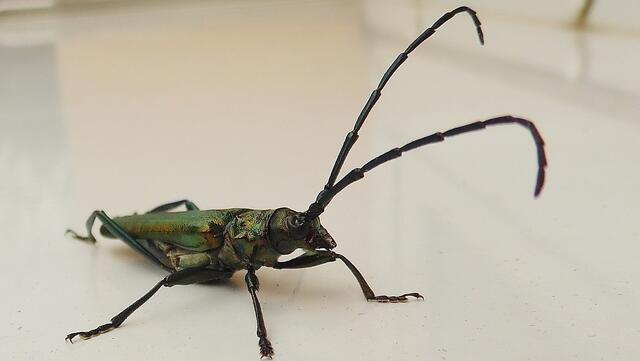 Moschusbock (Aromia moschata) - wenn Ich mich nicht irre ? - von meiner Frau auf dem Fensterbrett entdeckt am 18.8.2013 !
