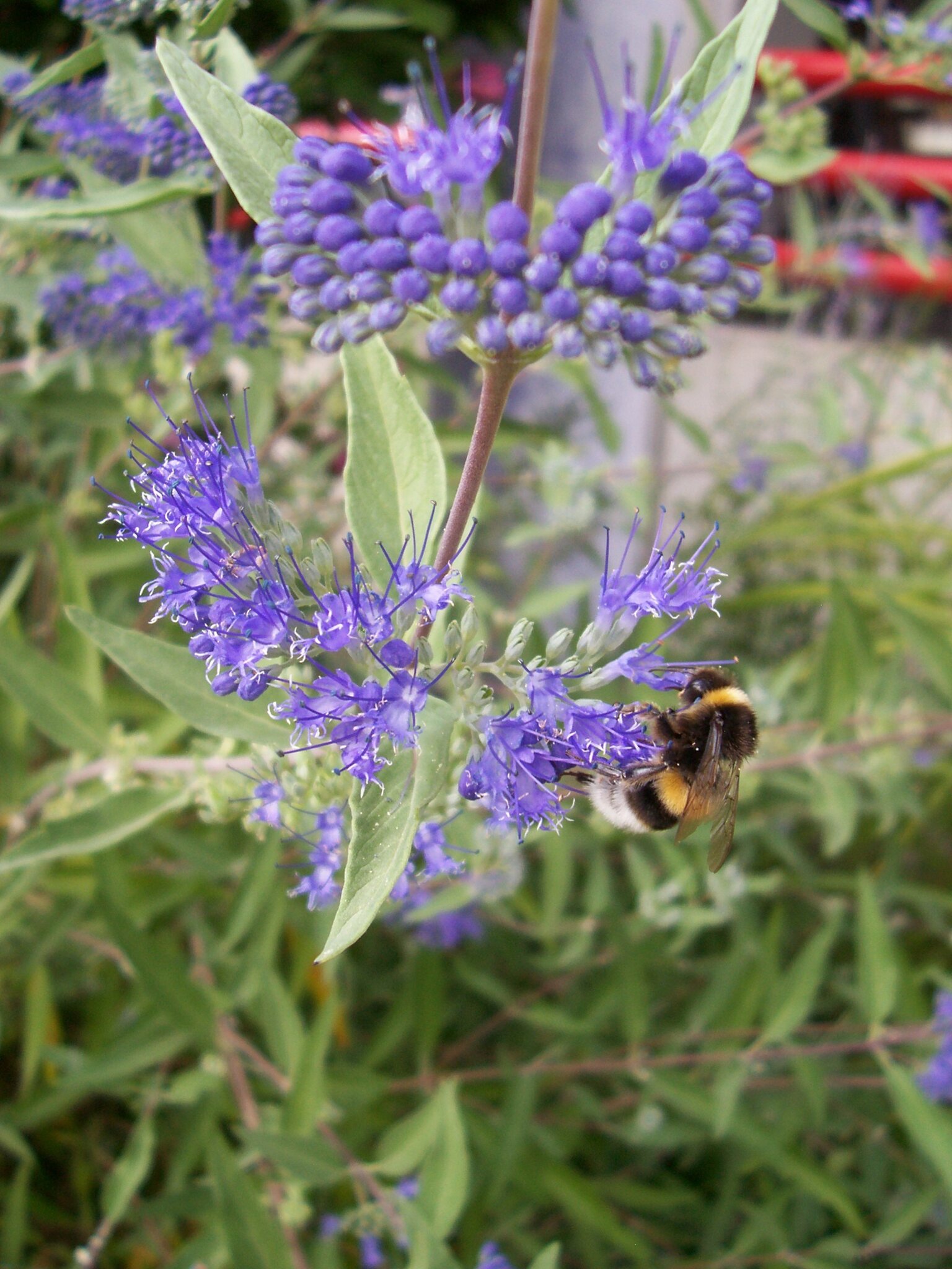 Gartenanlage Seniorenzentrum Sankt Hedwig Hummel an der Blüte