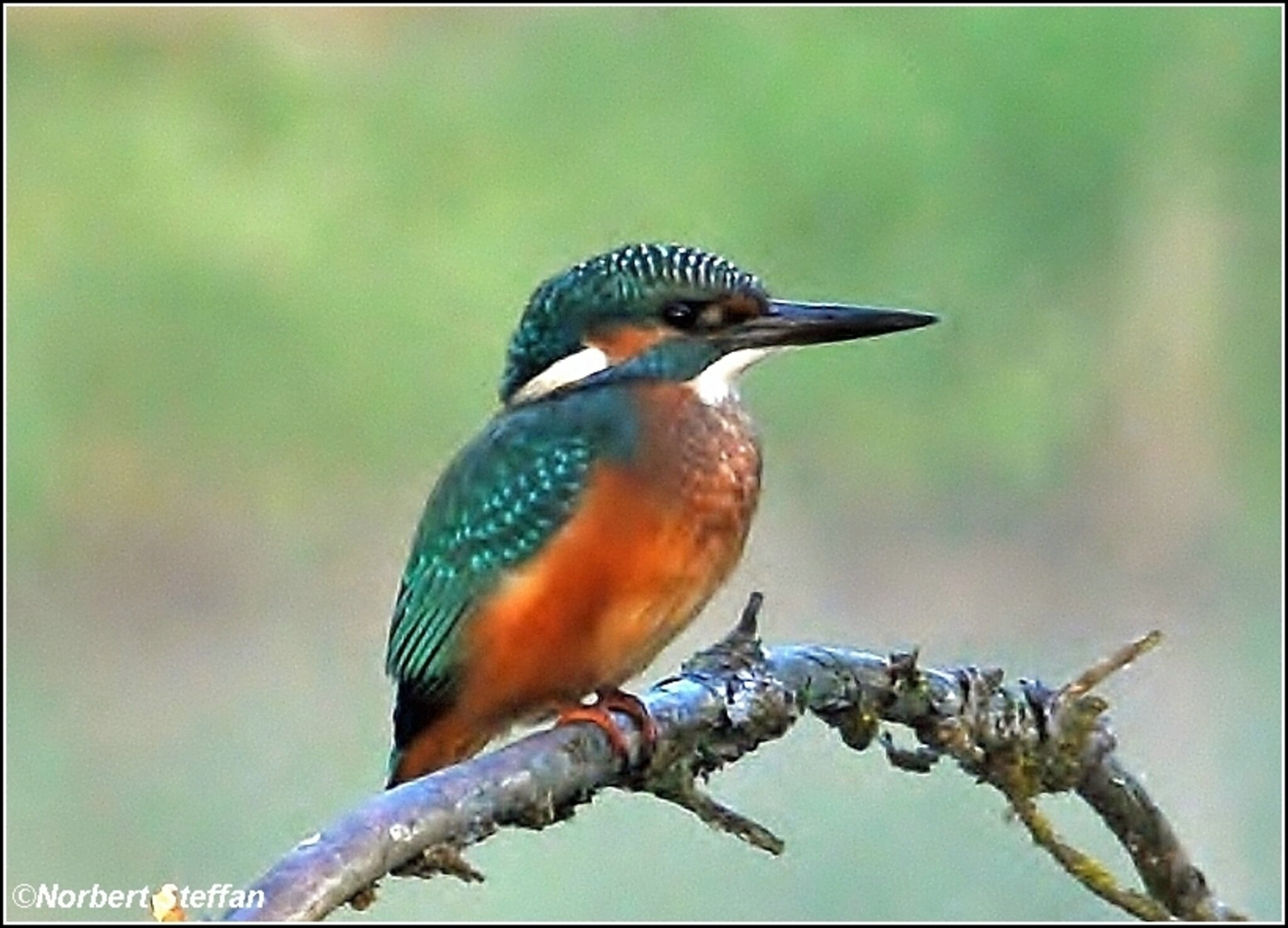 Der Eisvogel Vogel des Jahres 2009.