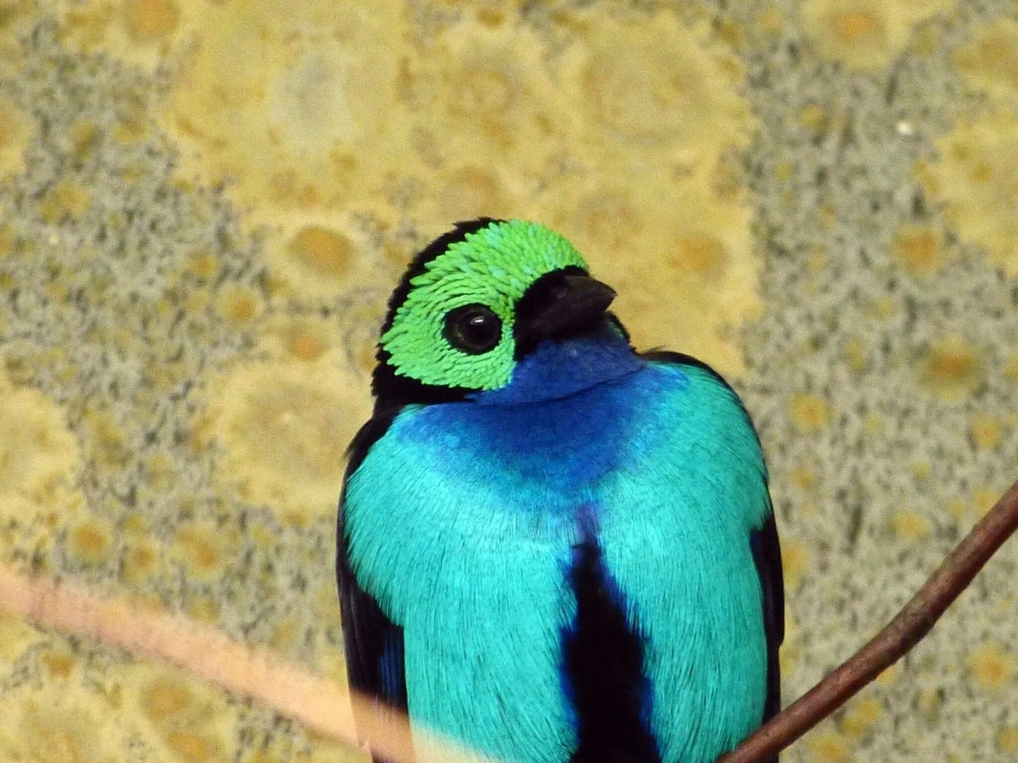 Siebenfarbentangare (Tangara chilensis)