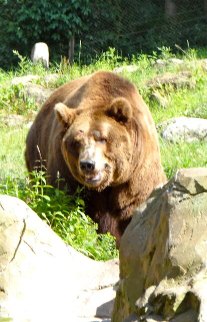 Braunbär im Wildpark Lüneburger Heide