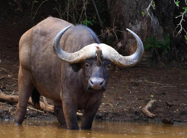 Der Kaffernbüffel hat doch tatsächlich ein Piep, aber einen Nützlichen