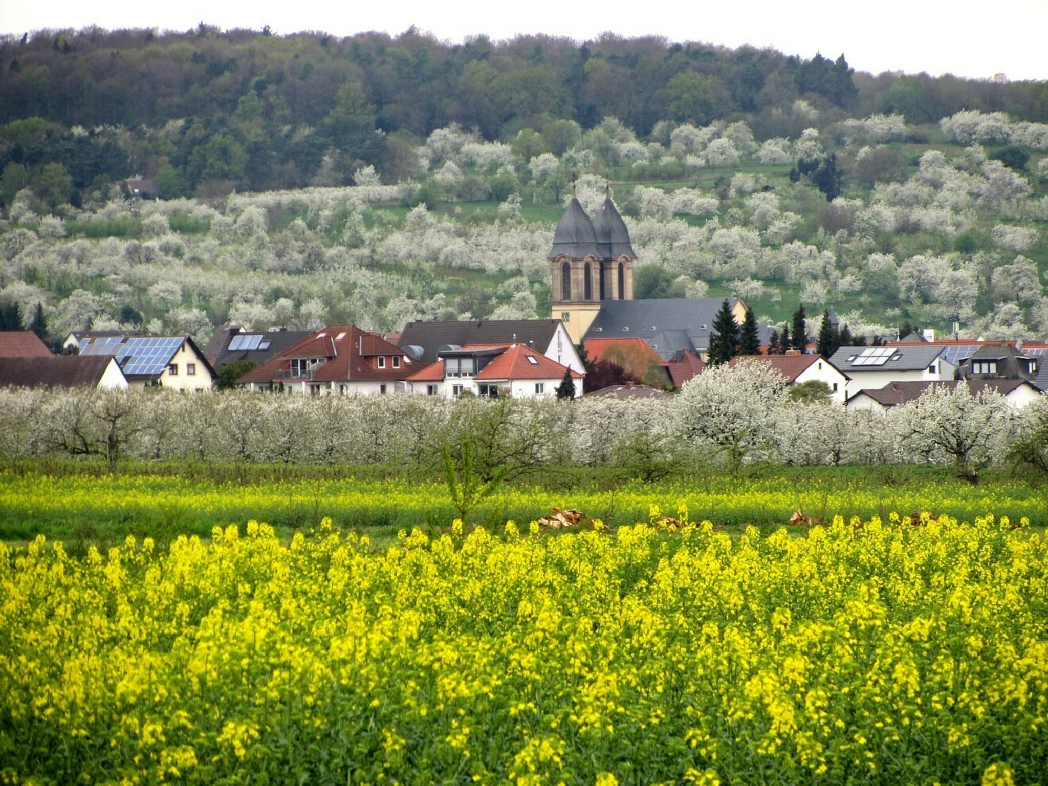  Kirschblüte in Ockstadt Bildidee 