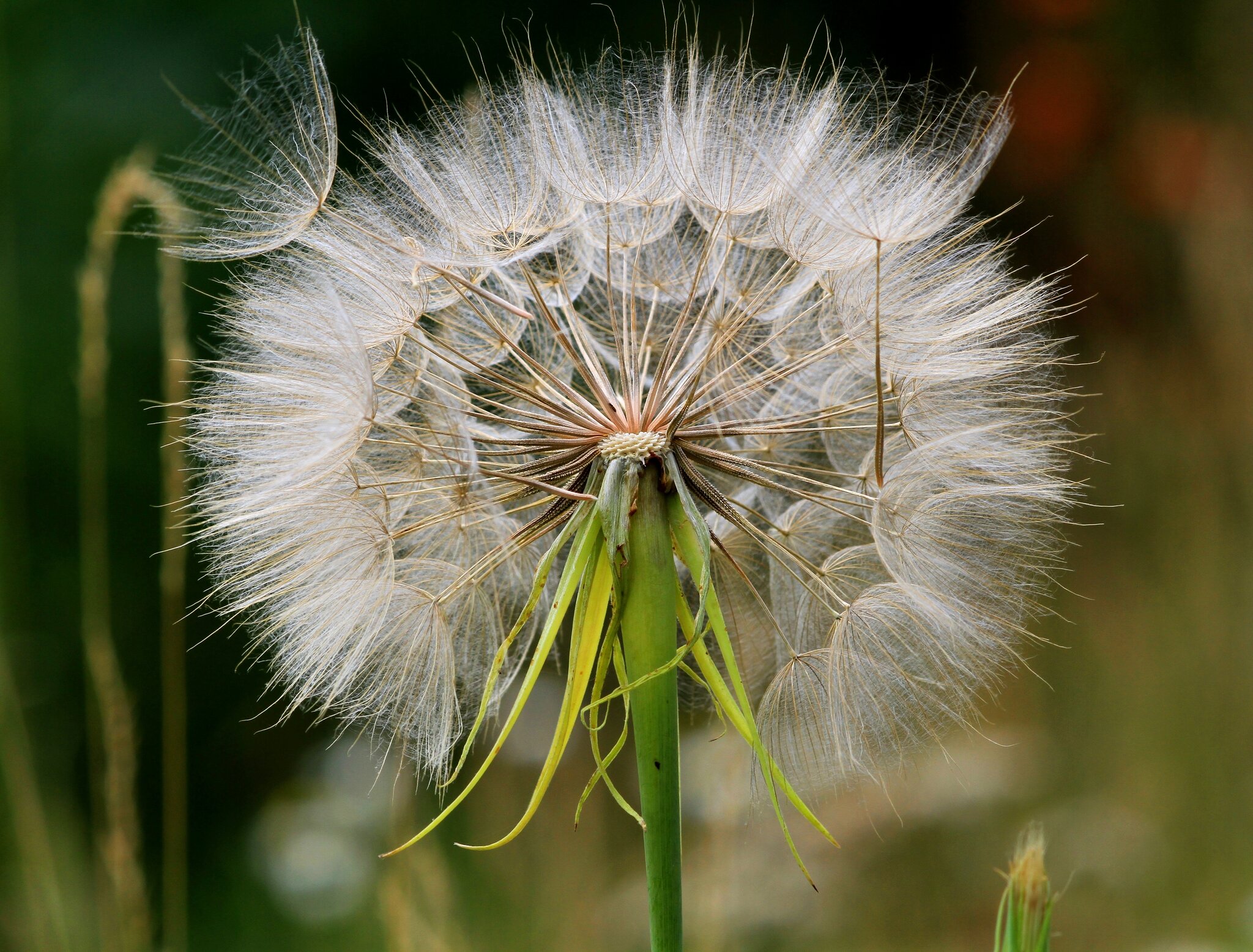 Dem Löwenzahn zum Verwechseln ähnlich "Pusteblume" des Bocksbarts