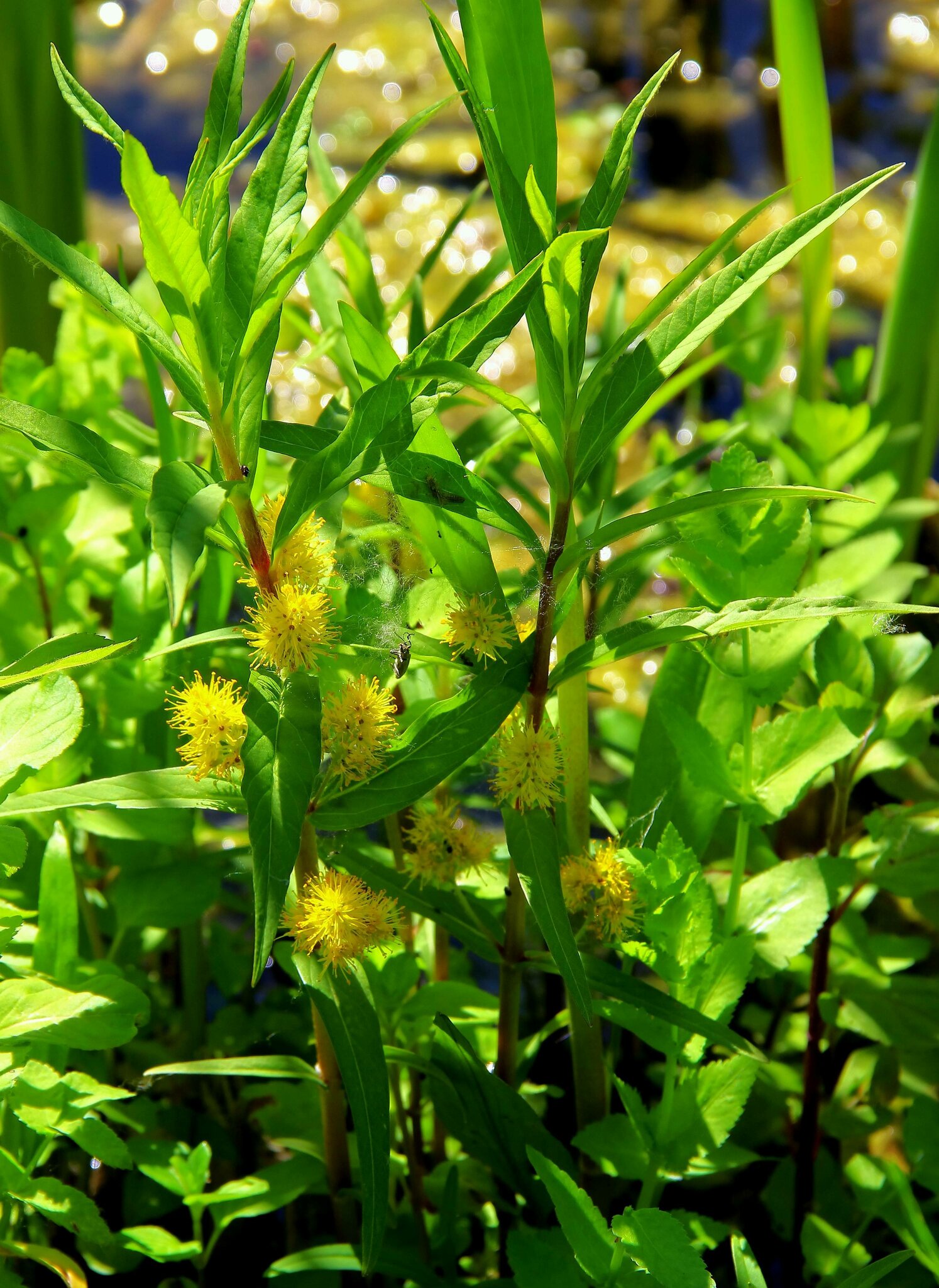 Straußblütiger Gilbweiderich (Lysimachia thyrsiflora)
