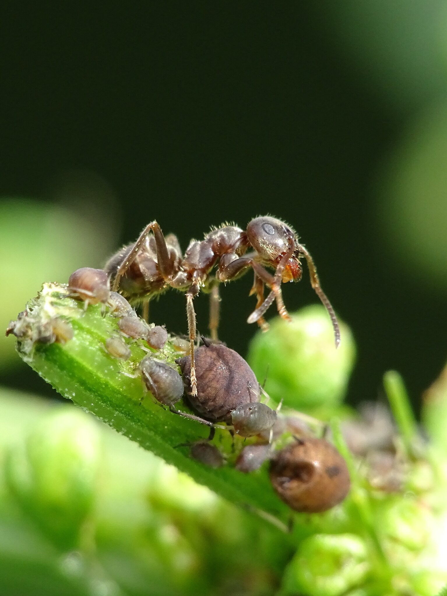 Ameise und ihre Freunde