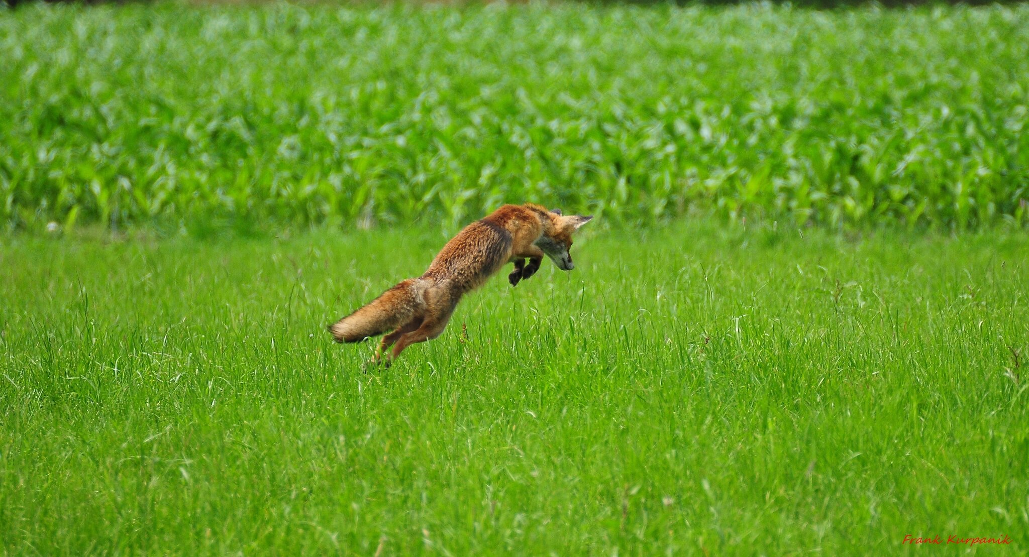 Ein Fuchs,den ich beim Sprung nach einer Maus,fotografiert habe.So ein ...