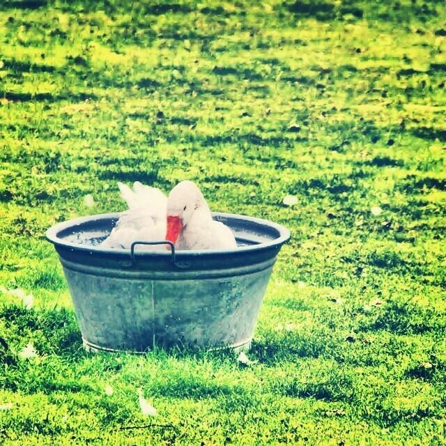 Bei den für heute vorausgesagten Temperaturen ist eine Abkühlung jederzeit willkommen.