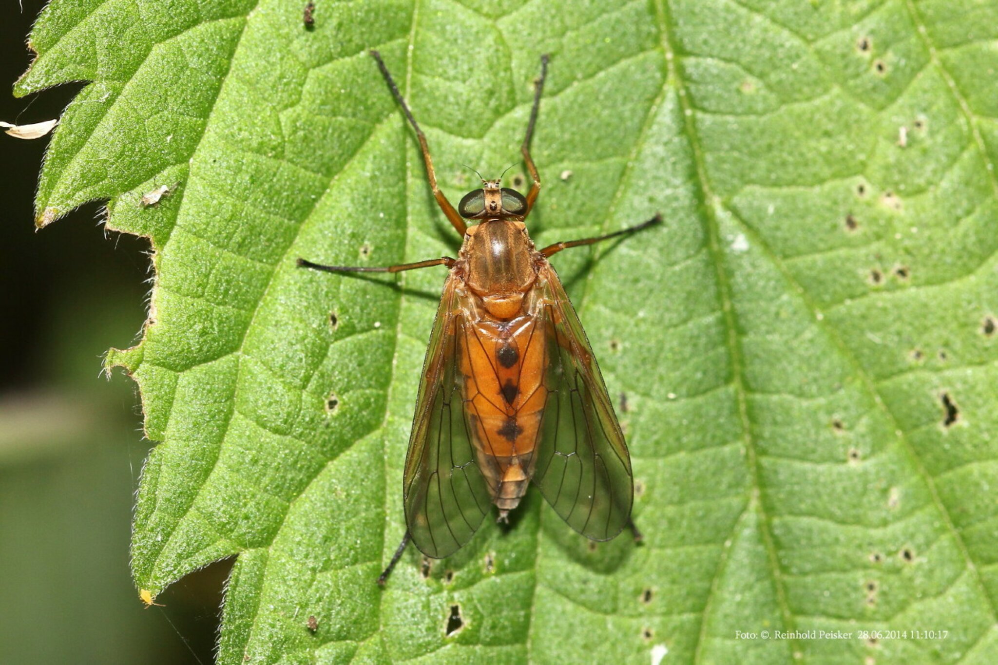 Goldgelbe Schnepfenfliege (Rhagio tringarias)