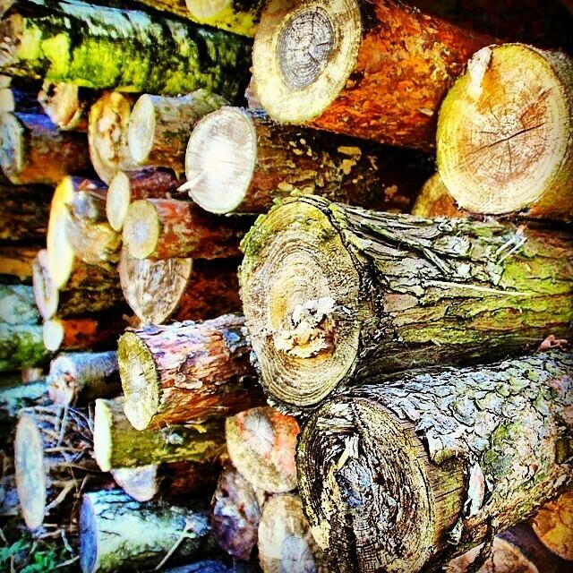 Auch ein Holzstapel am Wegesrand kann eine interessante Perspektive sein.