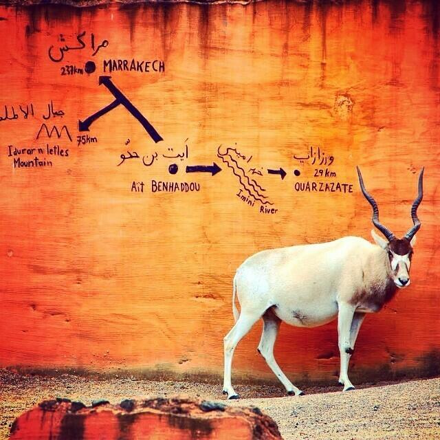 ...wo die Antilope vermutlich nie ankommen wird, weil sie im Zoo Hannover lebt.