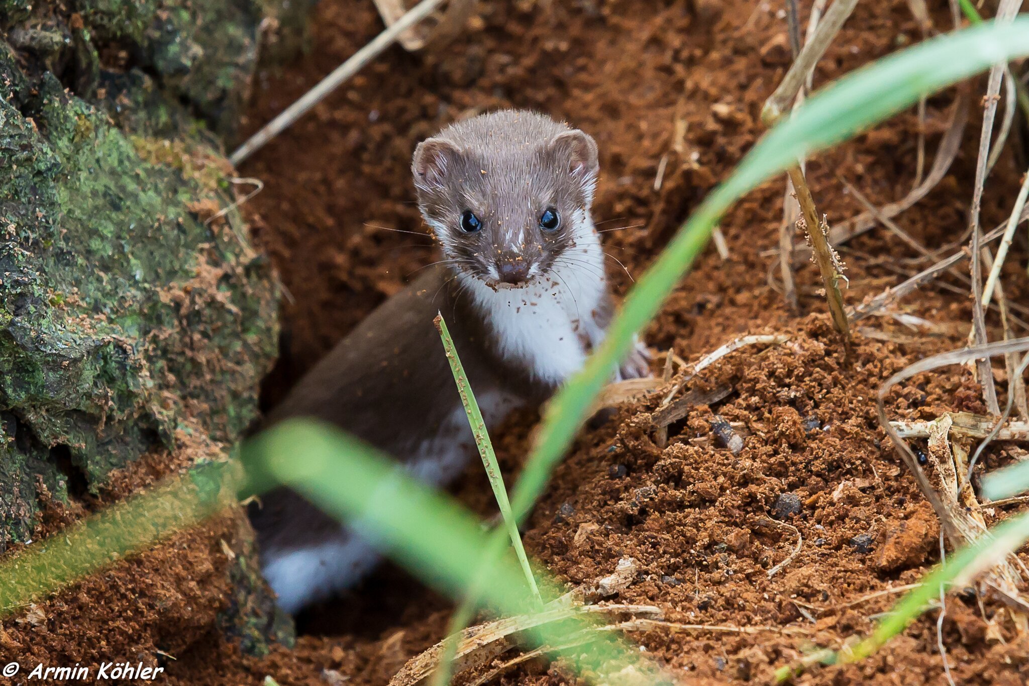 WIE HEI T EIN WEI ES WIESEL visual data 7