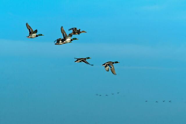 Enten im Flug | Foto: SCHWARZE-art-PHOTOGRAPHIE