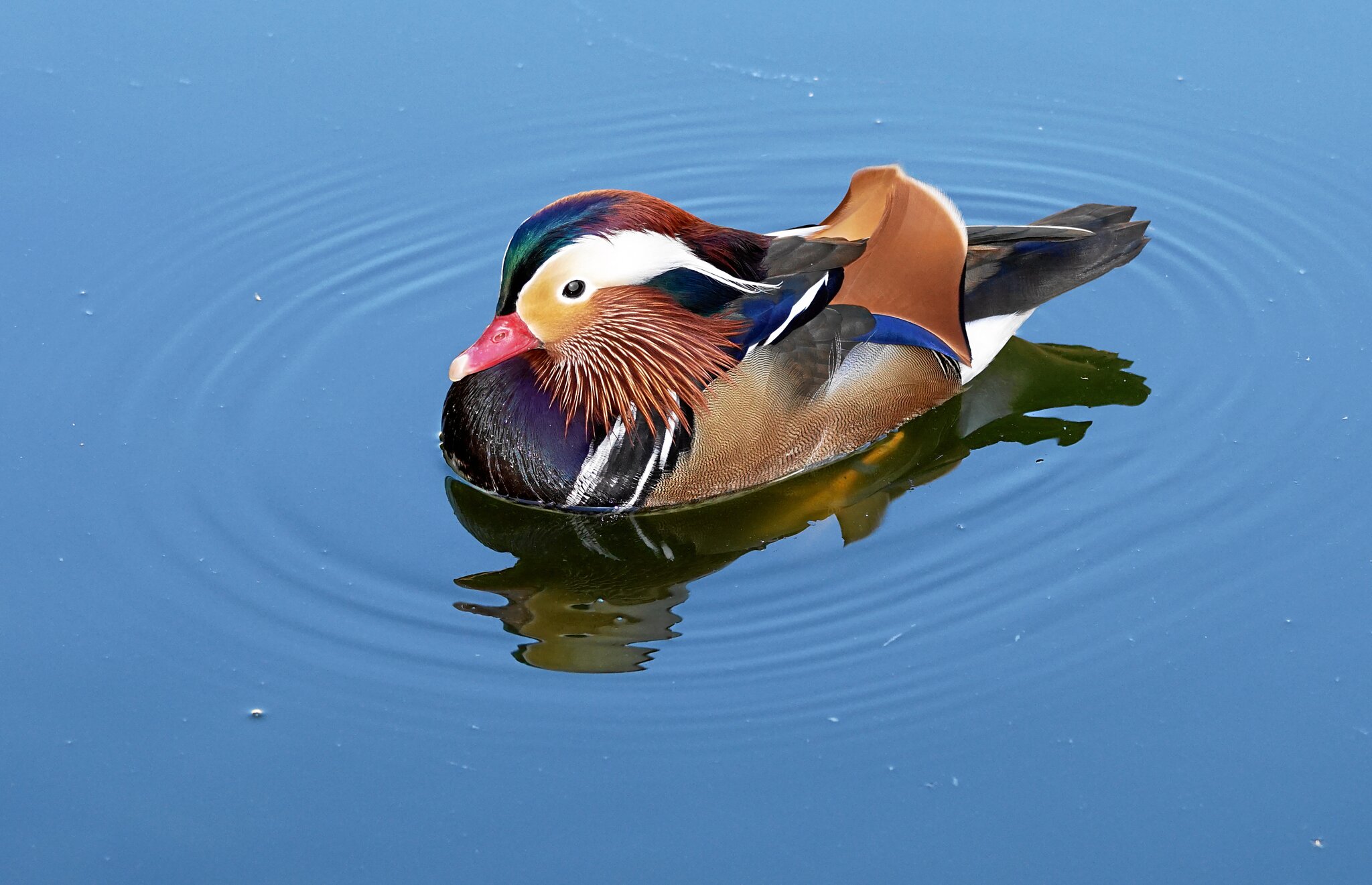 Anhaltend Minusgrade! Hoffentlich friert nun mein Teich nicht gleich zu!