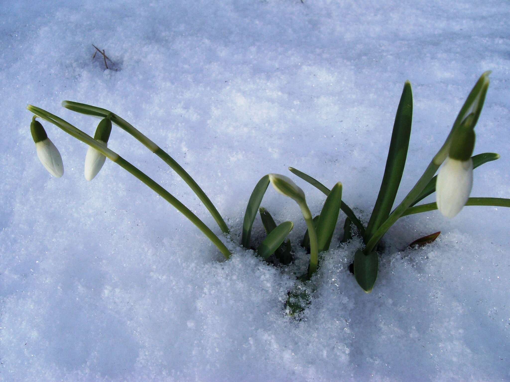 Die ersten Schneeglöckchen